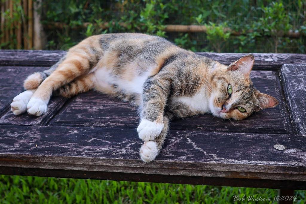 Resident cat